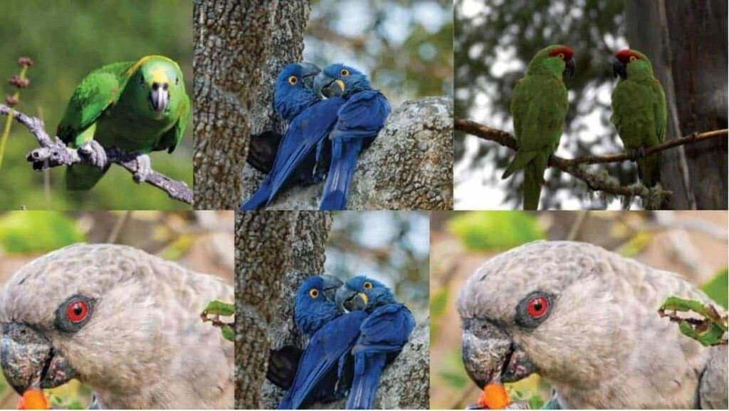 best book on parrots